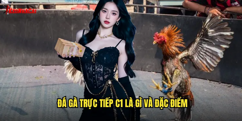 Đá gà trực tiếp C1 là gì và đặc điểm
