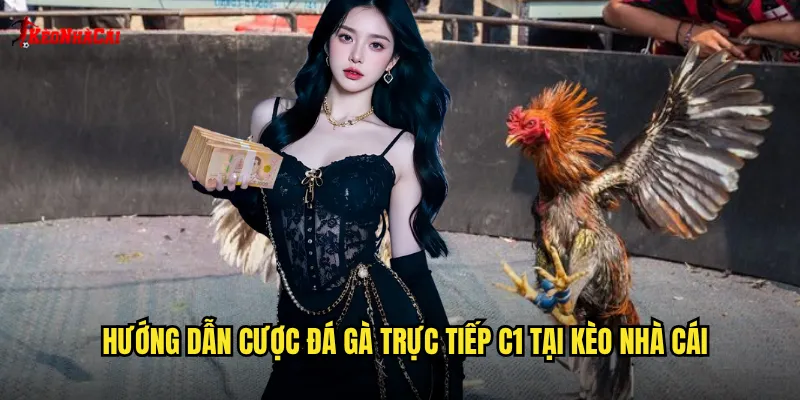 Hướng dẫn cược đá gà trực tiếp C1 tại kèo nhà cái