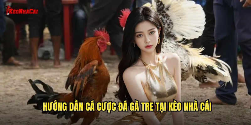 Hướng dẫn cá cược đá gà tre tại kèo nhà cái