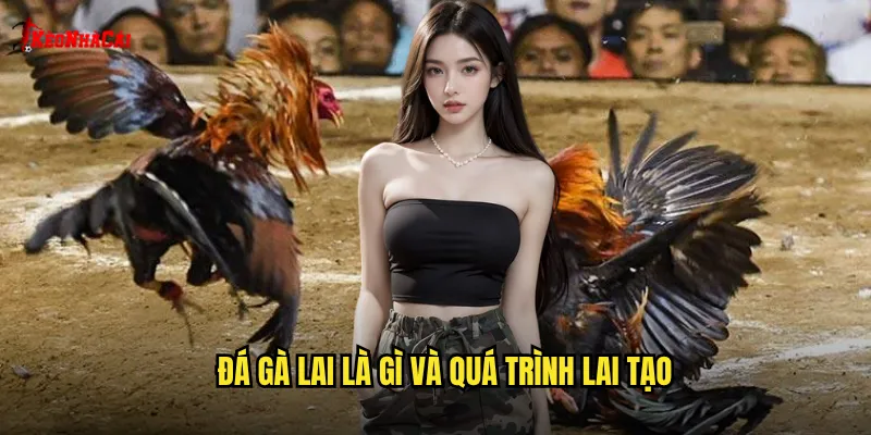 Đá gà lai là gì và quá trình lai tạo