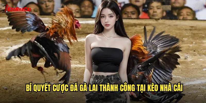 Bí quyết cược đá gà lai thành công tại kèo nhà cái