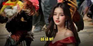 đá gà Mỹ