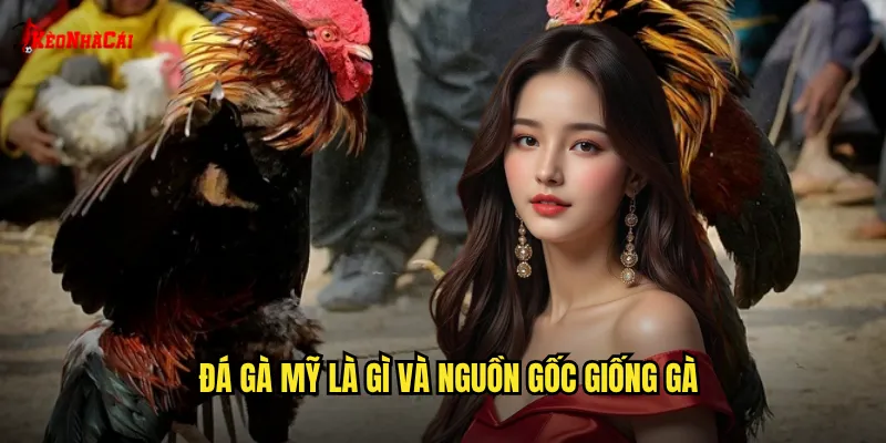 Đá gà Mỹ là gì và nguồn gốc giống gà