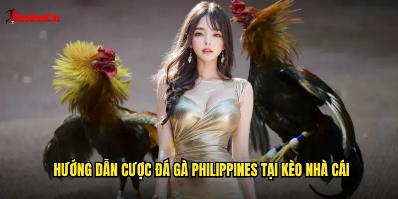 Hướng dẫn cược đá gà Philippines tại kèo nhà cái