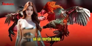 đá gà truyền thống