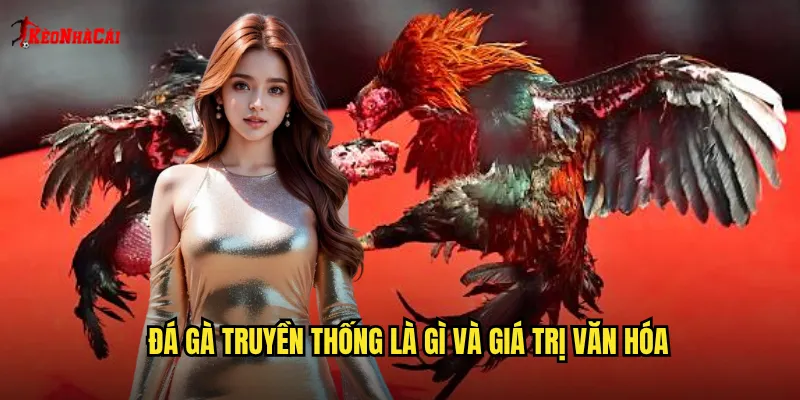 Đá gà truyền thống là gì và giá trị văn hóa