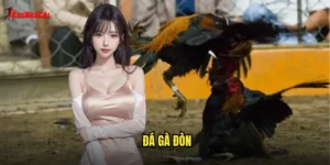 đá gà đòn