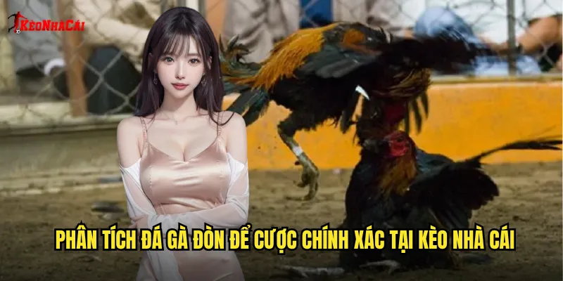 Phân tích đá gà đòn để cược chính xác tại kèo nhà cái