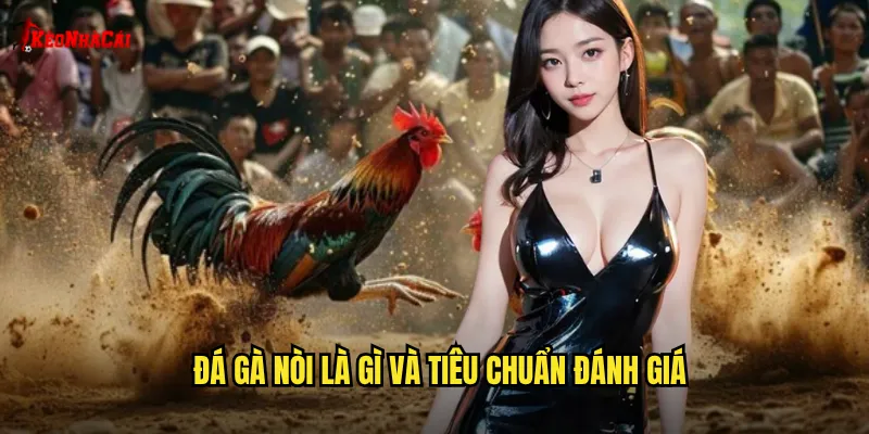 Đá gà nòi là gì và tiêu chuẩn đánh giá