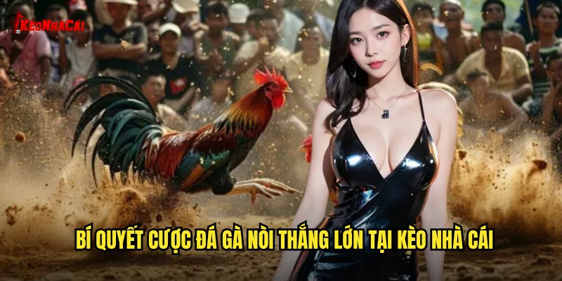 Bí quyết cược đá gà nòi thắng lớn tại kèo nhà cái