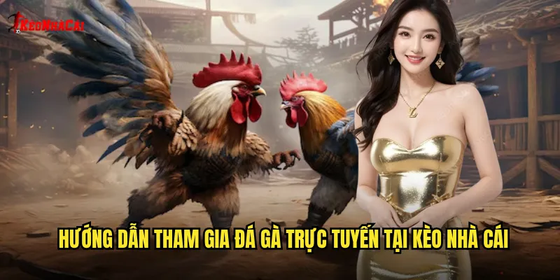 Hướng dẫn tham gia đá gà trực tuyến tại kèo nhà cái