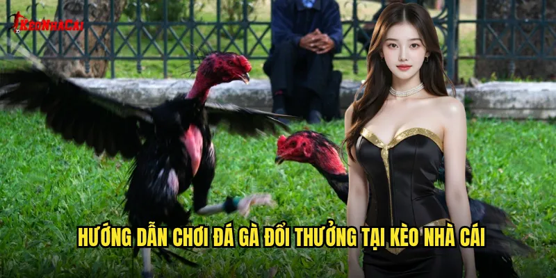 Hướng dẫn chơi đá gà đổi thưởng tại kèo nhà cái