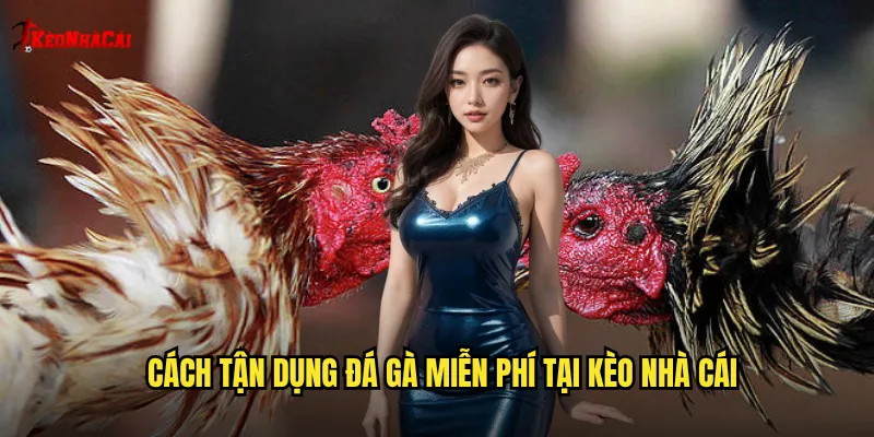 Cách tận dụng đá gà miễn phí tại kèo nhà cái